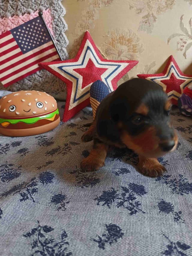 Dachshund Puppies long hair media 5