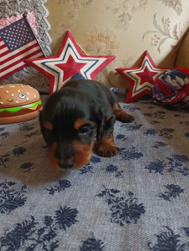 Dachshund Puppies long hair media 6