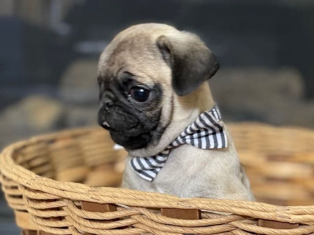 Pug Puppies - Visit OhanaPugs.com breeder image 6