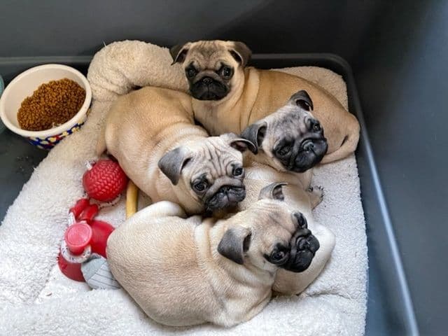 Pug Puppies - Visit OhanaPugs.com breeder image 1