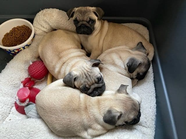 Pug Puppies - Visit OhanaPugs.com breeder image 3