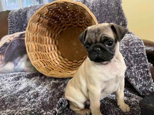 Pug Puppies - Visit OhanaPugs.com breeder image 2