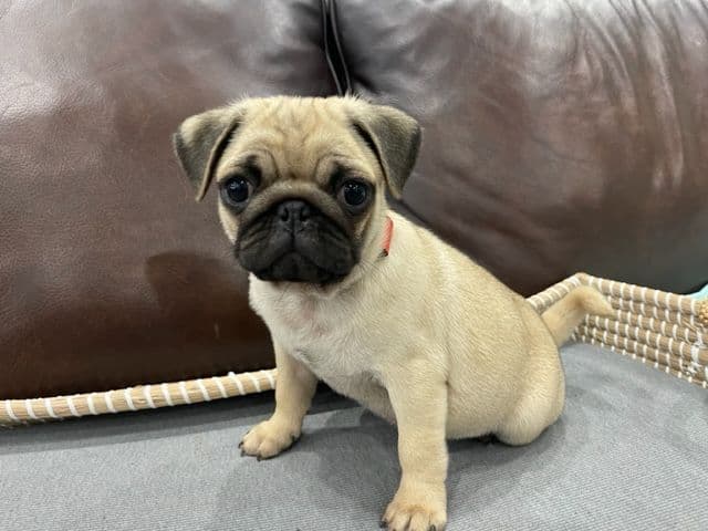 Pug Puppies - Visit OhanaPugs.com breeder image 7