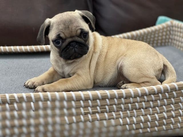 Pug Puppies - Visit OhanaPugs.com breeder image 9