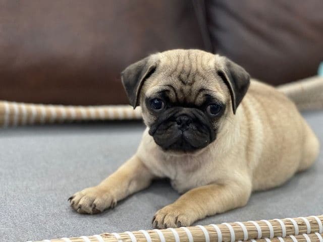 Pug Puppies - Visit OhanaPugs.com breeder image 10
