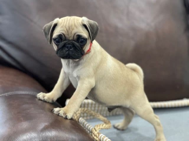 Pug Puppies - Visit OhanaPugs.com breeder image 11