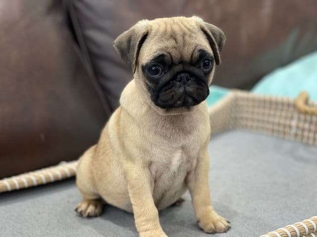 Pug Puppies - Visit OhanaPugs.com breeder image 12