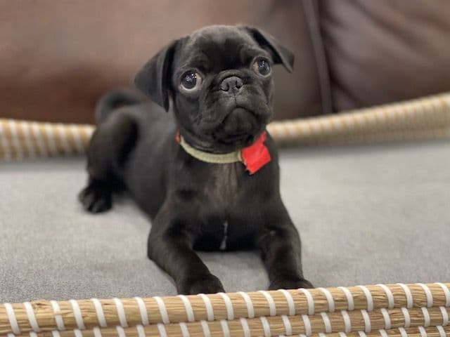Pug Puppies - Visit OhanaPugs.com breeder image 13
