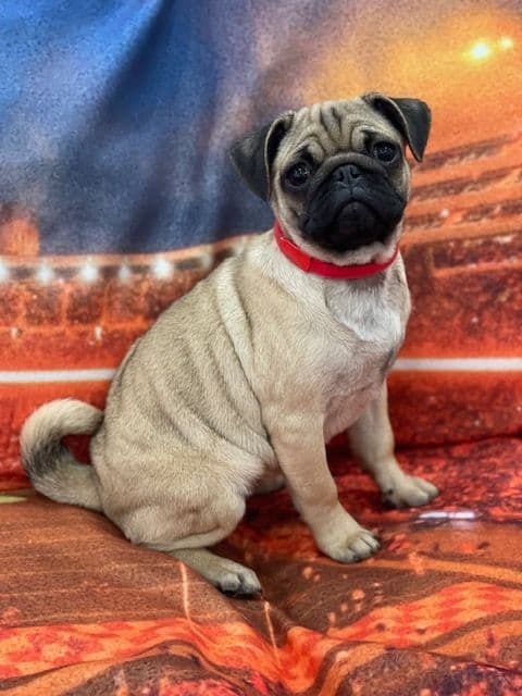 Pug Puppies - Visit OhanaPugs.com breeder image 14