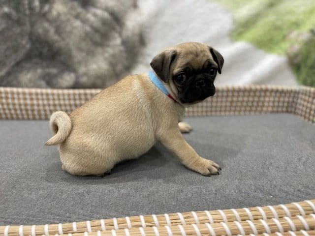 Pug Puppies - Visit OhanaPugs.com breeder image 15