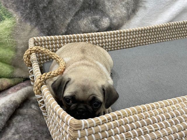Pug Puppies - Visit OhanaPugs.com breeder image 16