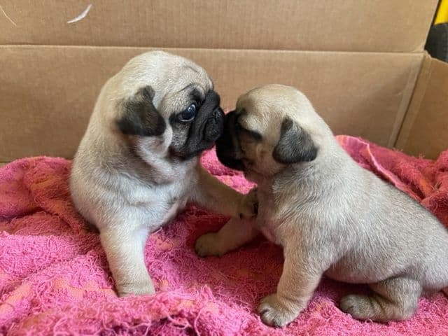 Pug Puppies - Visit OhanaPugs.com breeder image 18