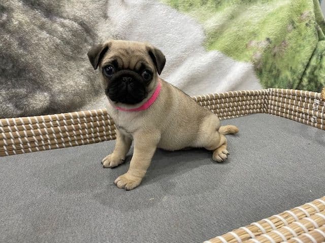 Pug Puppies - Visit OhanaPugs.com breeder image 19