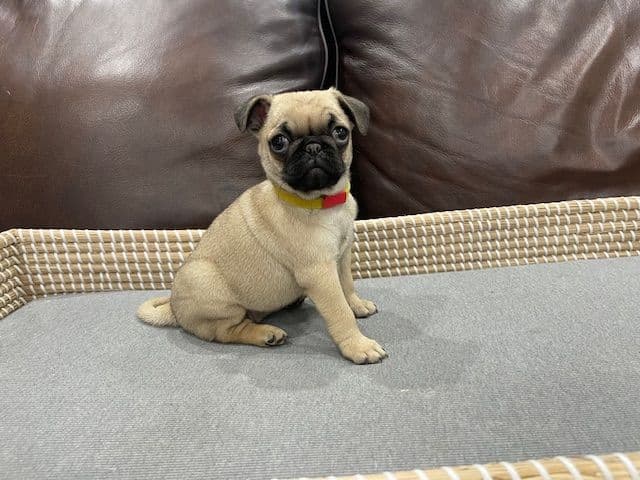 Pug Puppies - Visit OhanaPugs.com breeder image 20