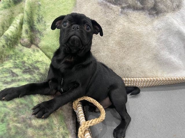 Pug Puppies - Visit OhanaPugs.com breeder image 21
