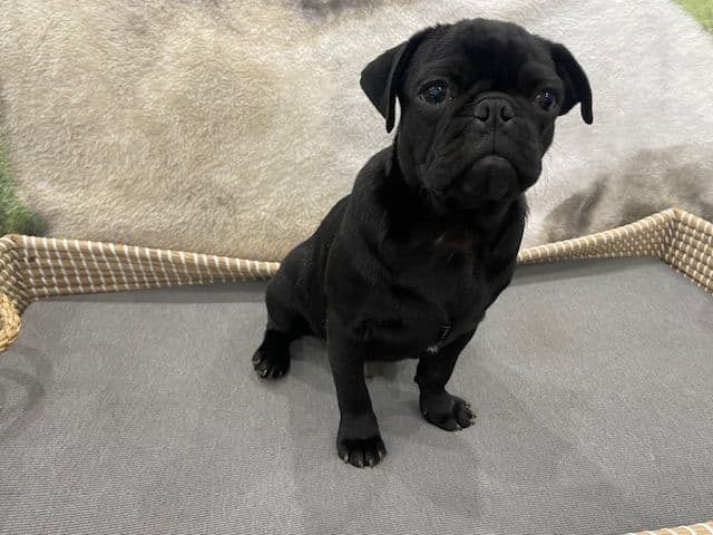 Pug Puppies - Visit OhanaPugs.com breeder image 22