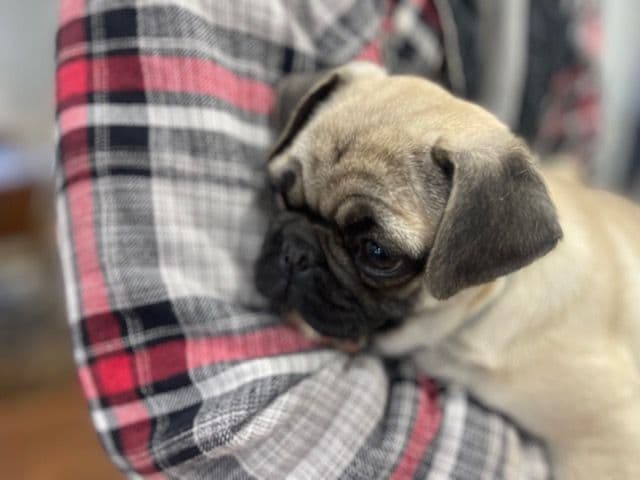 Pug Puppies - Visit OhanaPugs.com breeder image 24