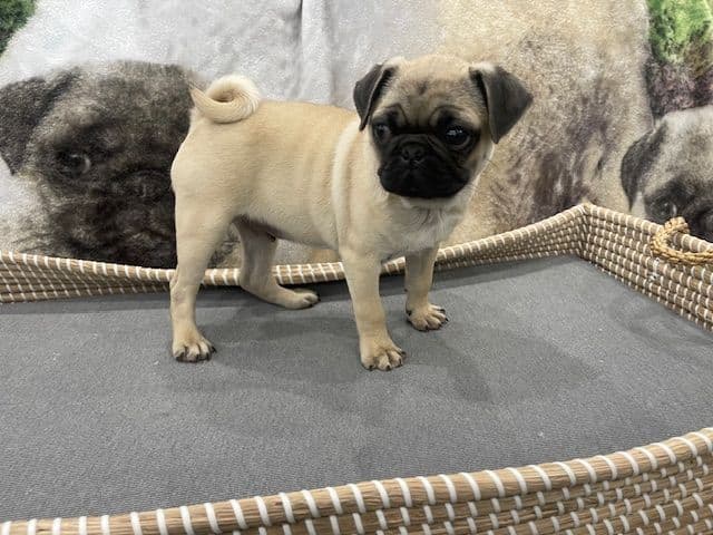 Pug Puppies - Visit OhanaPugs.com breeder image 23