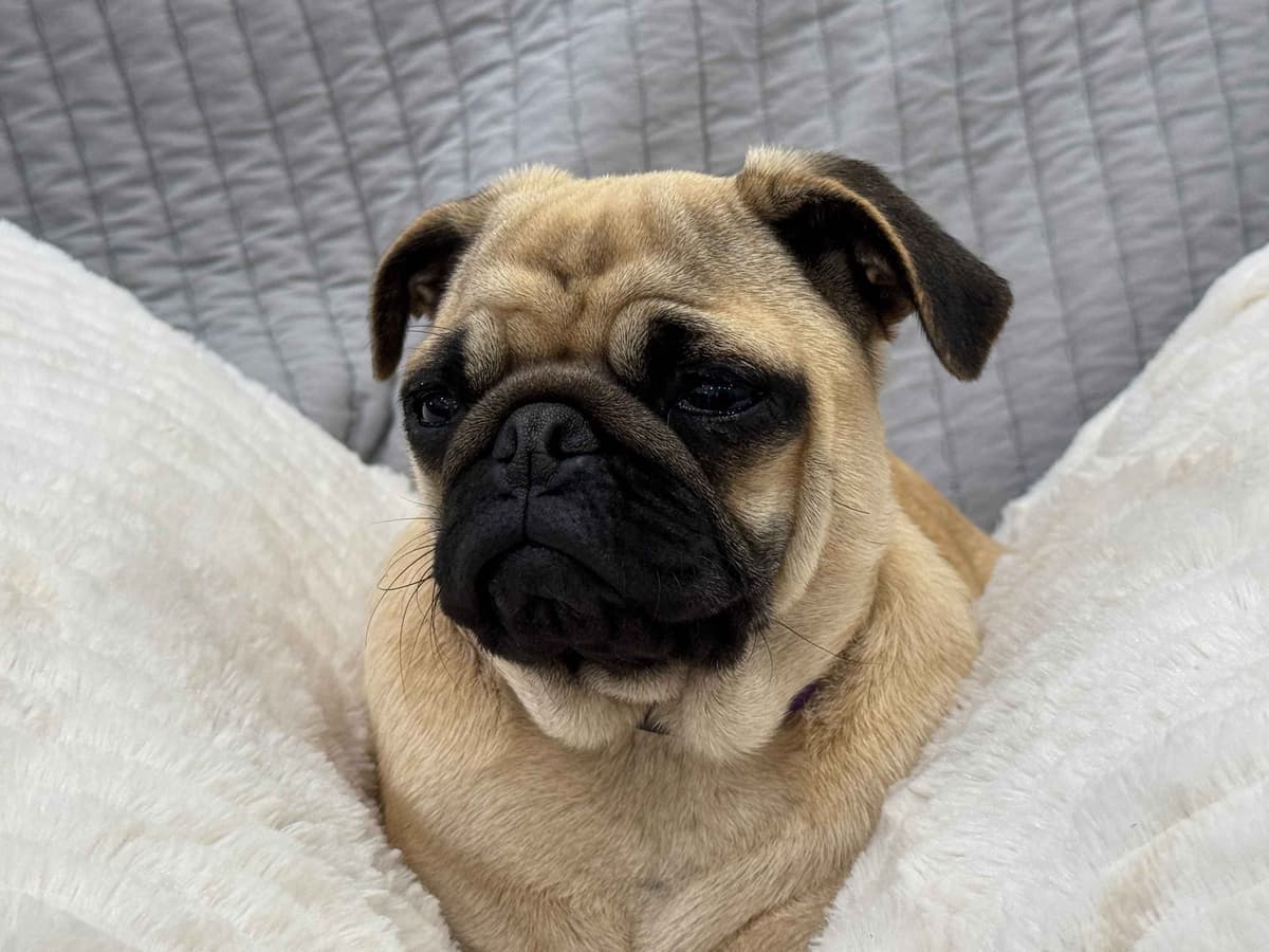 Pug Puppies - Visit OhanaPugs.com breeder image 25