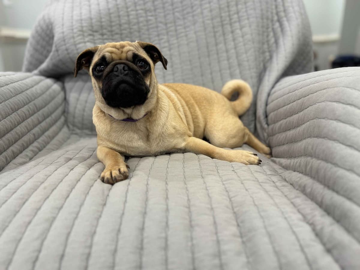 Pug Puppies - Visit OhanaPugs.com breeder image 26