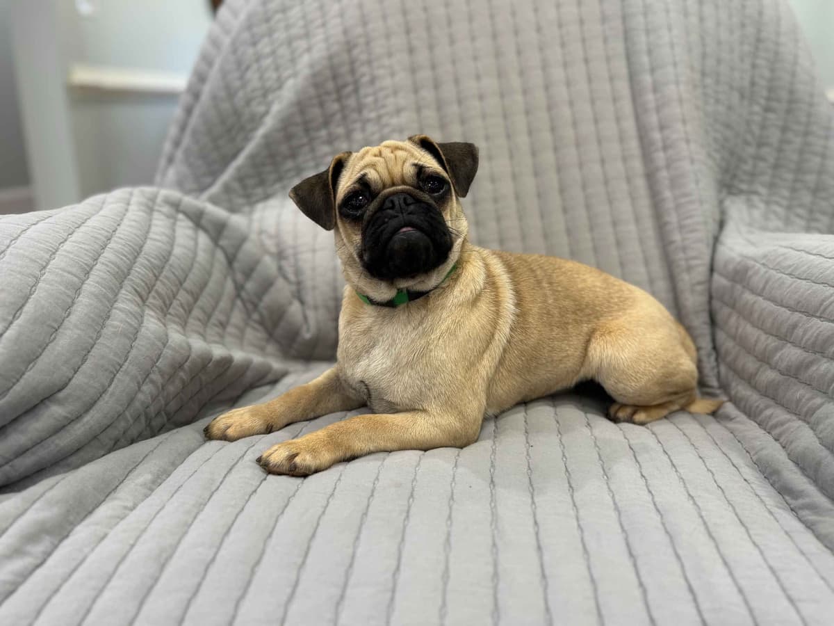 Pug Puppies - Visit OhanaPugs.com breeder image 27