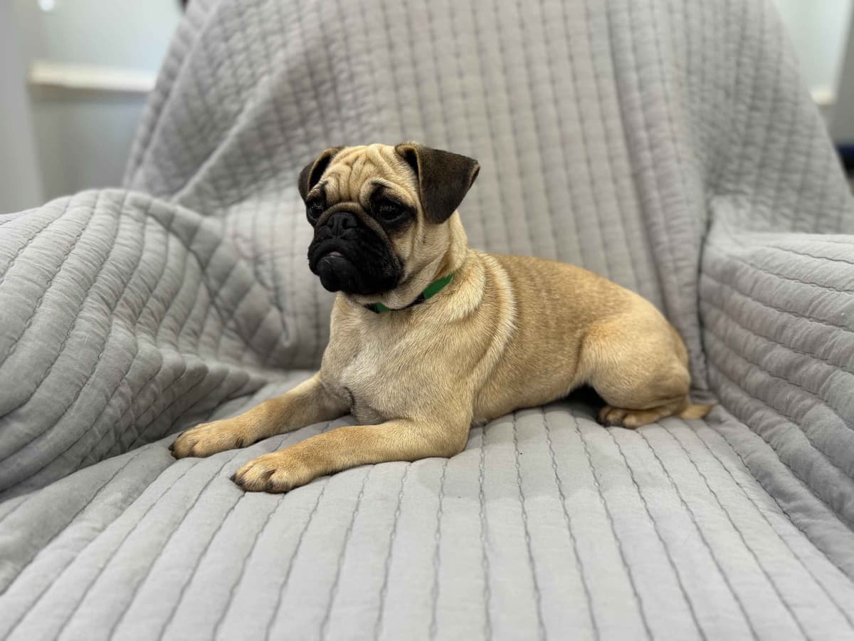 Pug Puppies - Visit OhanaPugs.com breeder image 28