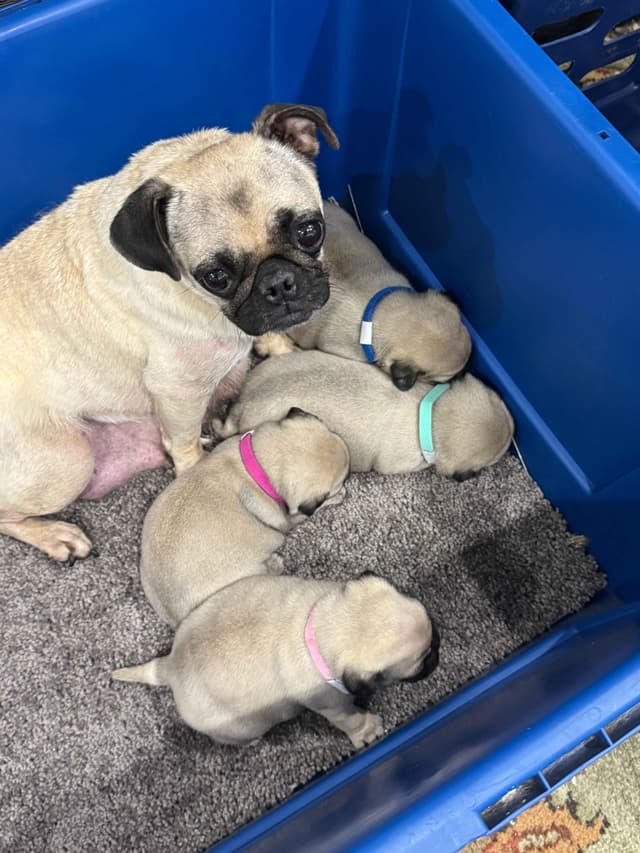 Pug Puppies - Visit OhanaPugs.com media 2