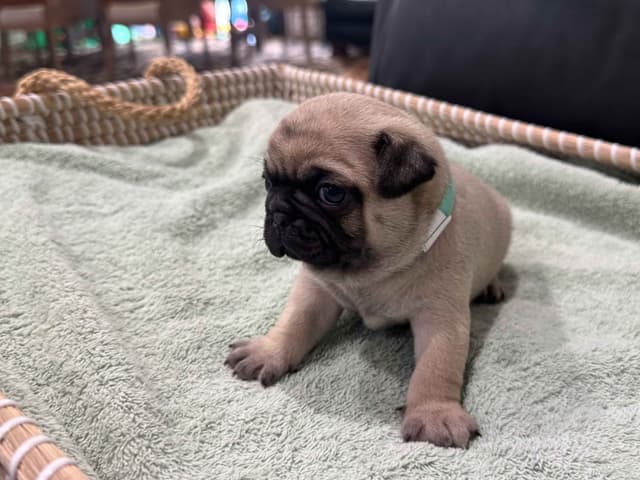Pug Puppies - Visit OhanaPugs.com media 6