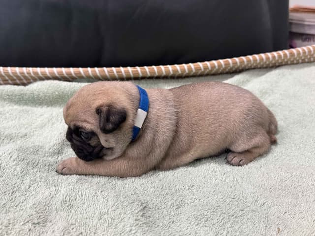 Pug Puppies - Visit OhanaPugs.com media 7