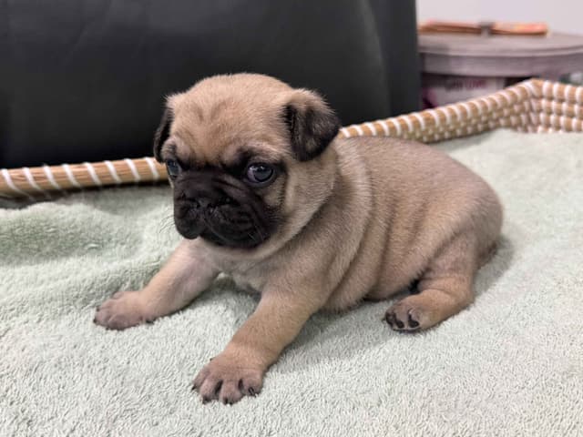 Pug Puppies - Visit OhanaPugs.com media 8