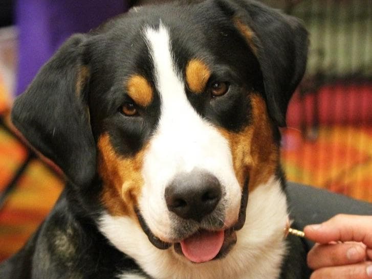 Greater Swiss Mountain Dog Puppies breeder image 2