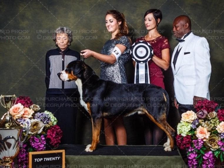 Greater Swiss Mountain Dog Puppies breeder image 3