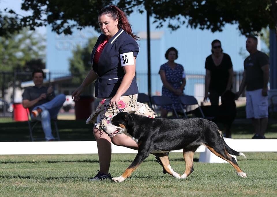 Greater Swiss Mountain Dog Puppies breeder image 4