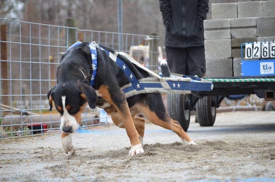 Greater Swiss Mountain Dog Puppies breeder image 5