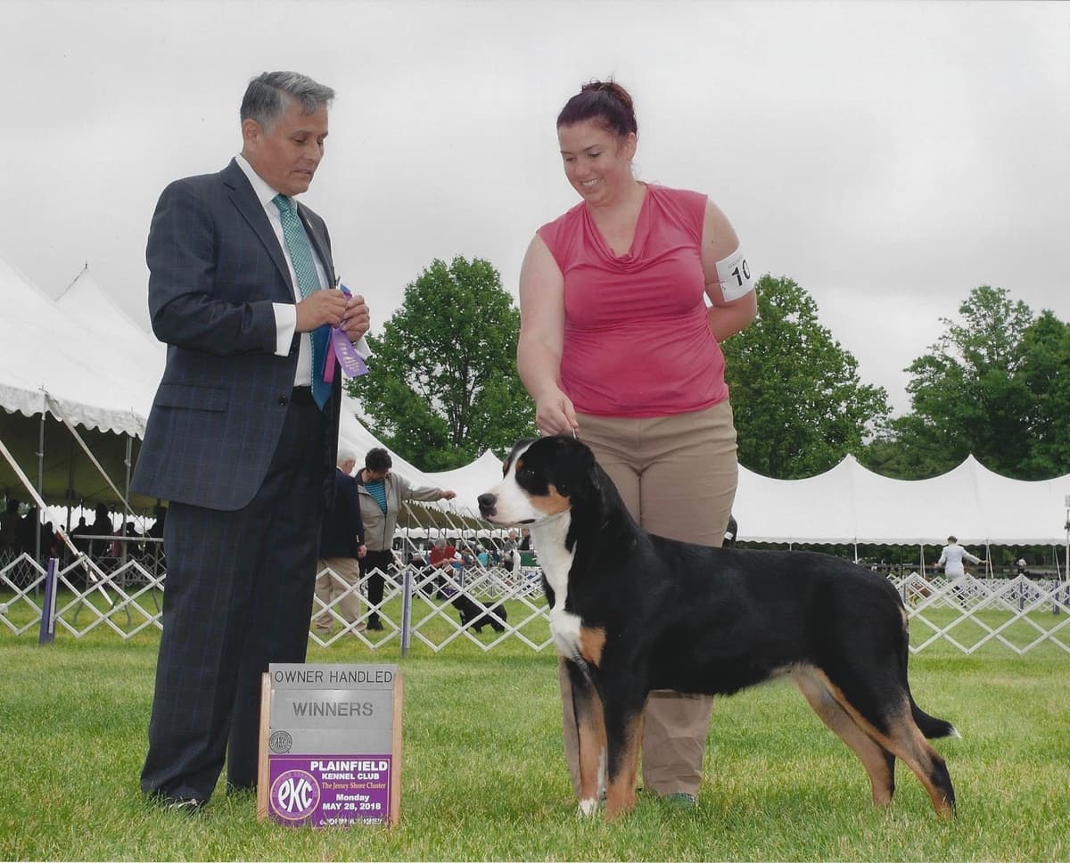 Greater Swiss Mountain Dog Puppies breeder image 6