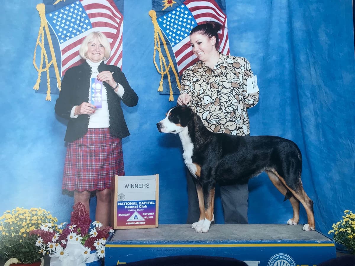 Greater Swiss Mountain Dog Puppies breeder image 7