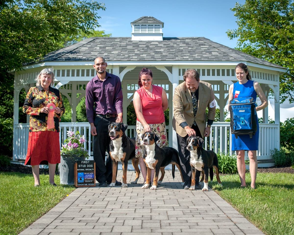 Greater Swiss Mountain Dog Puppies breeder image 11