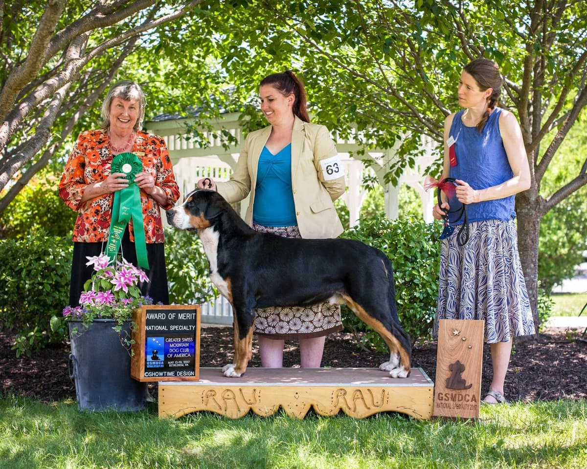 Greater Swiss Mountain Dog Puppies breeder image 12
