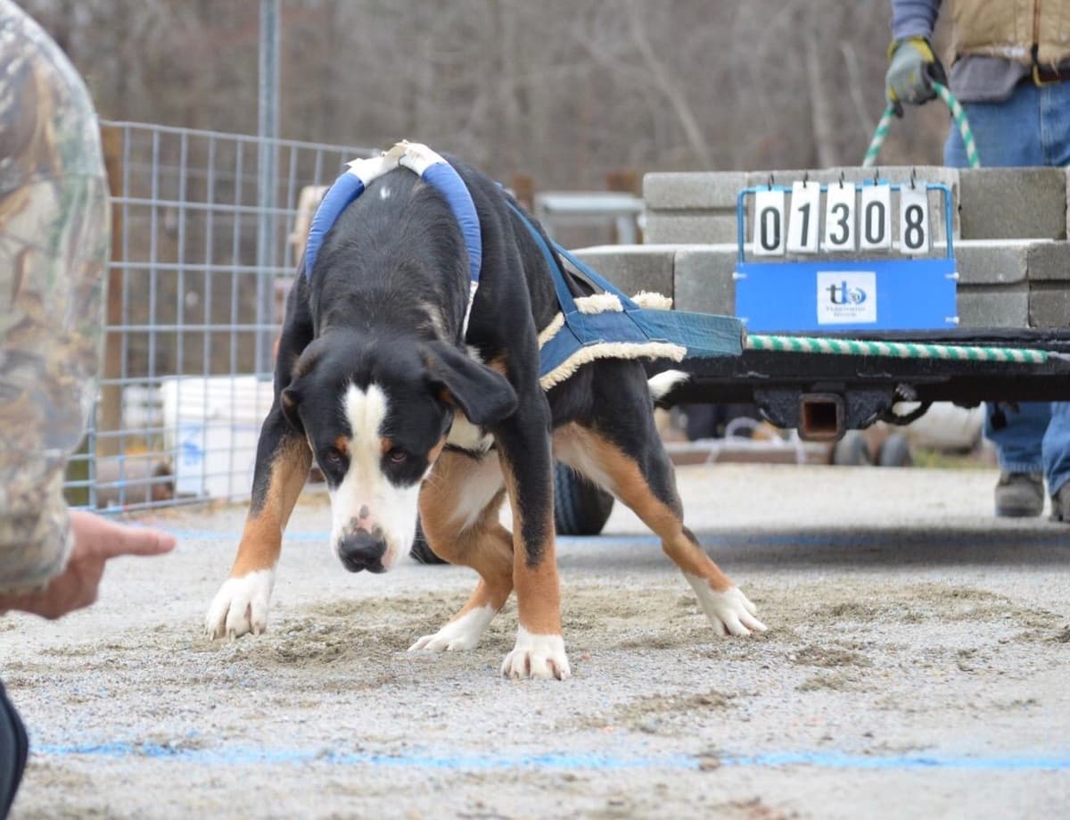Greater Swiss Mountain Dog Puppies breeder image 13