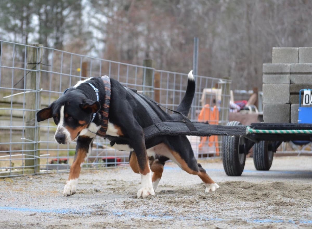 Greater Swiss Mountain Dog Puppies breeder image 14