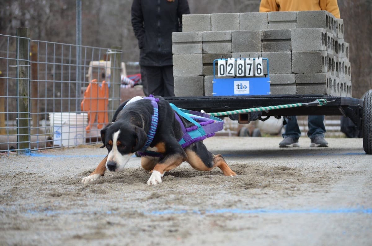 Greater Swiss Mountain Dog Puppies breeder image 15