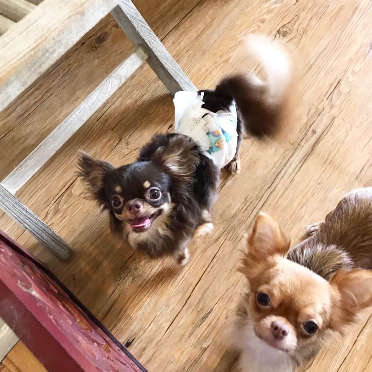 One puppy left! Long coat, male black spotted on white breeder image 3