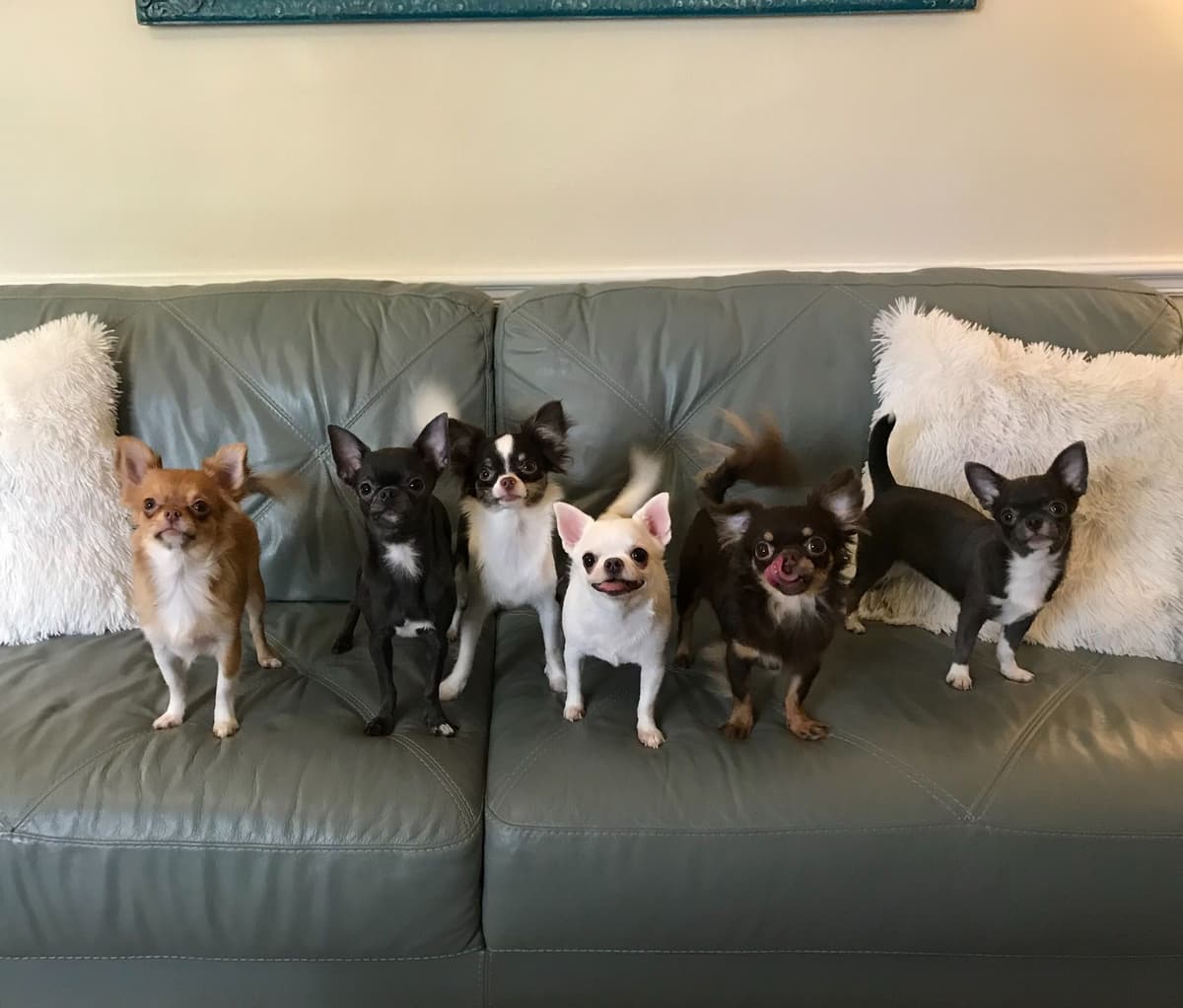 One puppy left! Long coat, male black spotted on white breeder image 1