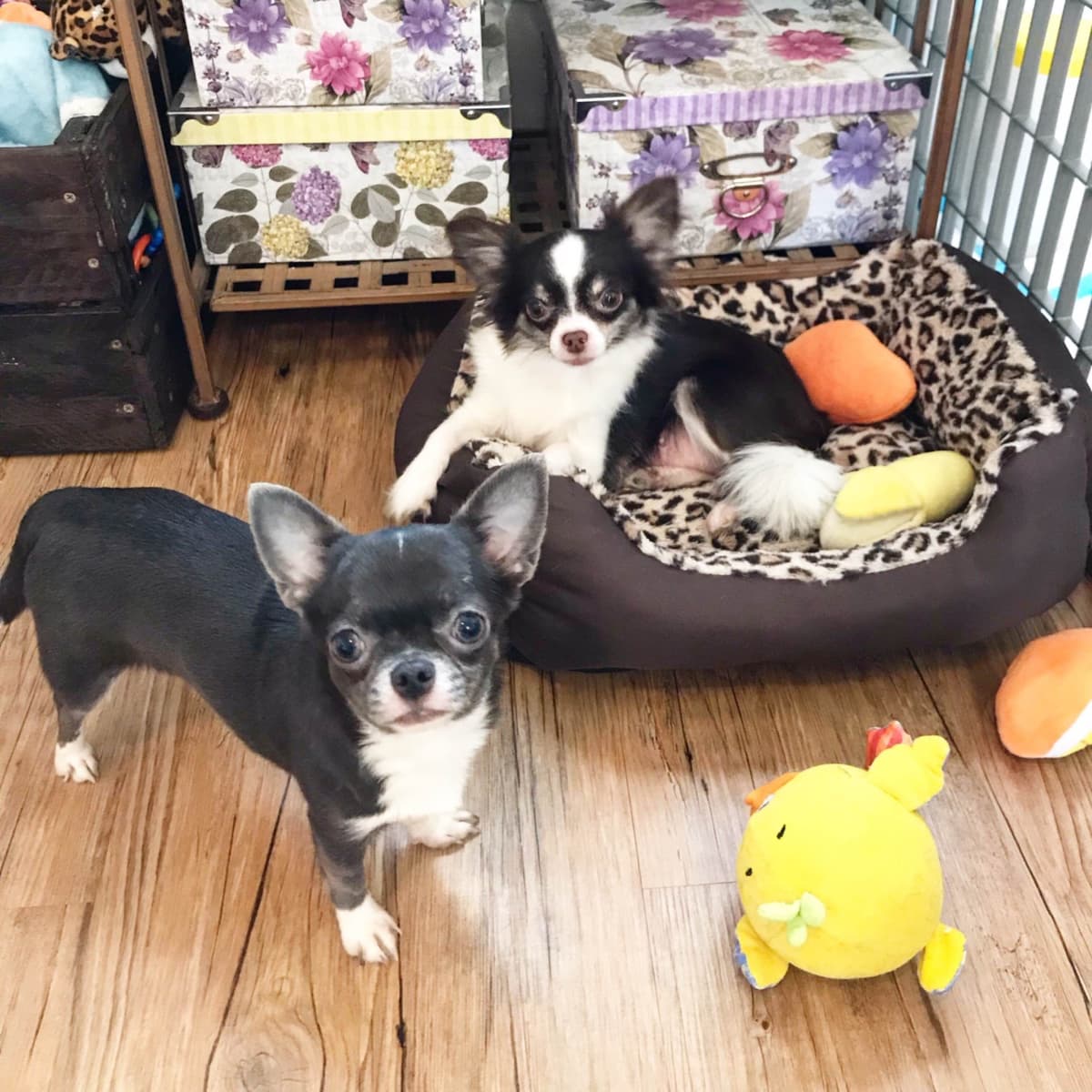 One puppy left! Long coat, male black spotted on white breeder image 5