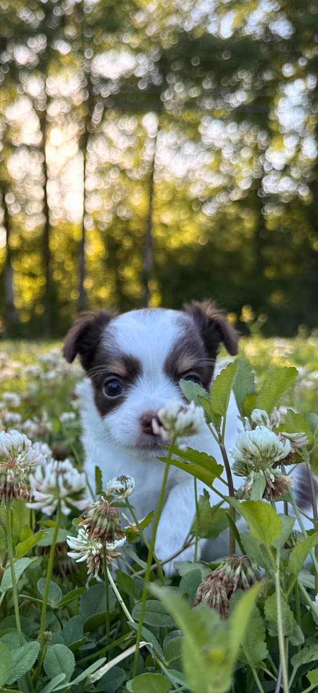 One puppy left! Long coat, male black spotted on white media 5