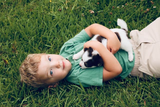 One puppy left! Long coat, male black spotted on white media 3
