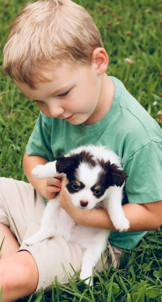 One puppy left! Long coat, male black spotted on white media 2
