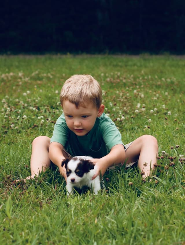 One puppy left! Long coat, male black spotted on white media 9