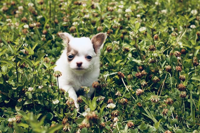 One puppy left! Long coat, male black spotted on white media 13