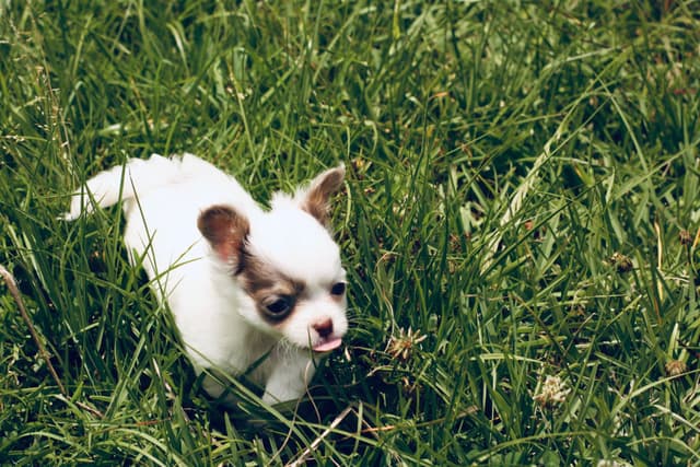 One puppy left! Long coat, male black spotted on white media 14